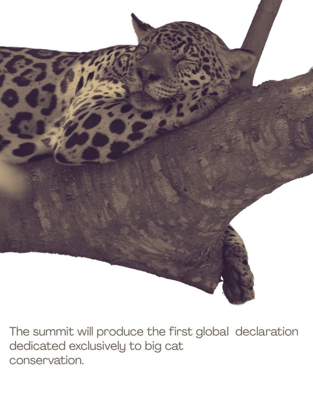 Shared global vision to protect big cats and the ecosystems they sustain  The world gathers in India for the IBCA Summit 2026 — a global platform dedicated to the future of big cat conservation, collaboration, and collective action.   With the Delhi Declaration and the strengthening of the International Big Cat Alliance, the IBCA Summit 2026 marks a significant step towards united global action for biodiversity conservation, stronger ecosystems, and long-term sustainability goals.